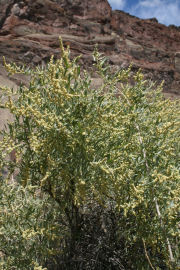 fourwing saltbush (Atriplex canescens )